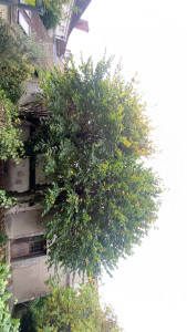 Photo de galerie - Tilleul