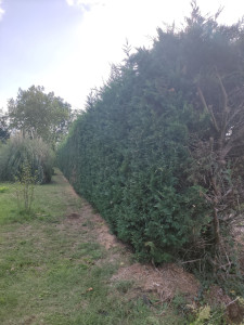 Photo de galerie - Taille de haie 