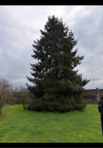 Photo de galerie - Abattage d’arbre 