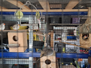 Photo de galerie - Création d' une volière a oiseaux.