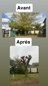 Photo de galerie - Elagage et coupe d'arbres