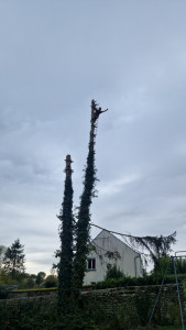 Photo de galerie - Débitage d’arbre