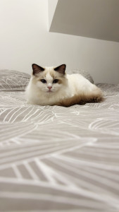 Photo de galerie - Je garde également les animaux dont les chats chez leurs propriétaires le temps d’un week-end ou pendant des vacances.