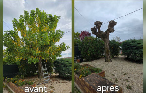 Photo de galerie - Elagage et coupe d'arbres