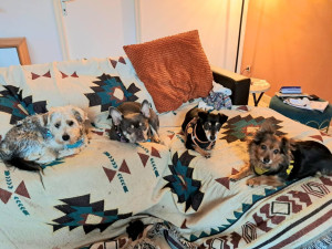 Photo de galerie - Garde chien