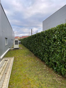 Photo de galerie - Taille de laurier 