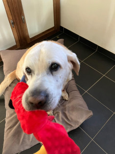 Photo de galerie - Chez nous les chiens sont accueillis comme les nôtres. 