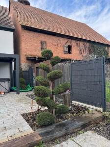 Photo de galerie - Taille d’un arbre en nuage 