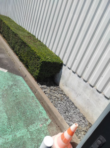 Photo de galerie - Taille de haies et d'arbustes