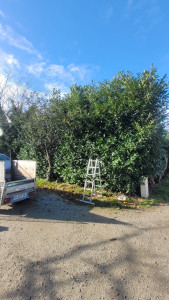 Photo de galerie - Rabattage de haie (Avant)