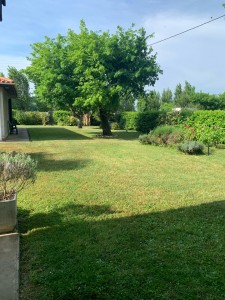 Photo de galerie - Tonte de pelouse - Débroussaillage