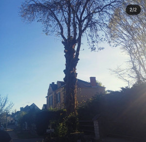 Photo de galerie - Marronier
