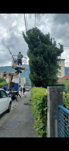 Photo de galerie - Taille de haies et d'arbustes