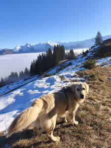 Photo de galerie - La belle Willow à la montagne 