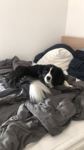 Photo de galerie - Garde durant deux week-ends d’une Border collie