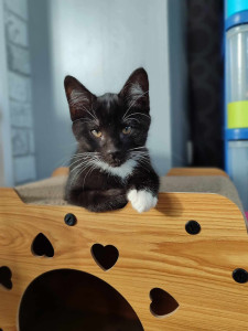 Photo de galerie - Garde chat