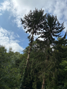 Photo de galerie - Elagage et coupe d'arbres