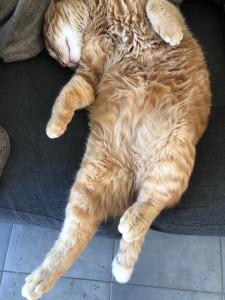 Photo de galerie - Tout câlin 