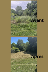Photo de galerie - Tonte de pelouse - Débroussaillage