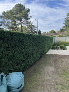 Photo de galerie - Taille de haies et d'arbustes