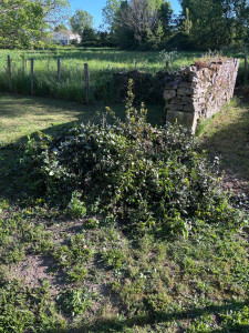 Photo de galerie - Rognage de souche avant 