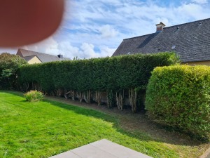 Photo de galerie - Taille et réduction de haie + harbuste + finition tondeuse