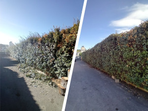 Photo de galerie - Rafraîchissement de haie 