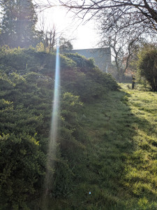 Photo de galerie - Taille de haies et d'arbustes