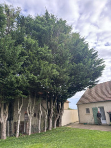 Photo de galerie - Elagage et coupe d'arbres