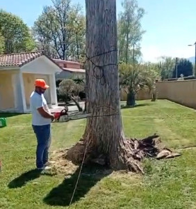 Photo de galerie - Abattage 