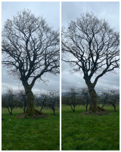 Photo de galerie - Nettoyage de chêne 