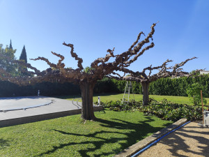 Photo de galerie - Taille de deux mûriers platanes 