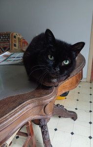 Photo de galerie - Garde de 6 chats