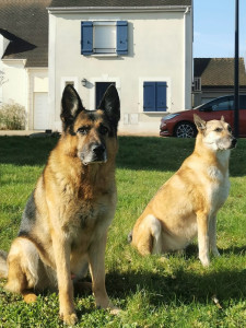 Photo de galerie - Garde chien