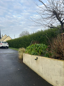 Photo de galerie - Taille de haies et d'arbustes