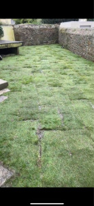 Photo de galerie - Pause de Gazon effectué en quinconces,après deux mois d’entretien, D’arrosage, cela ne forment qu’un