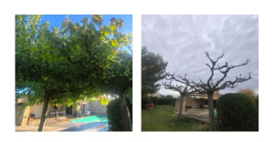 Photo de galerie - Élagages murier platane 