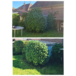 Photo de galerie - Taille d'arbuste 