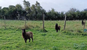 Photo de galerie - Garde animaux