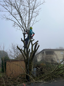 Photo de galerie - Elagage et coupe d'arbres