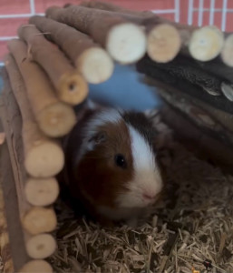 Photo de galerie - Garde animaux