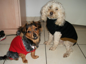 Photo de galerie - Garde chien