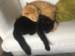 Photo de galerie - Deux de mes chats à la sieste