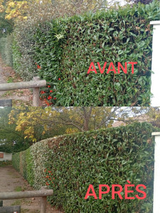 Photo de galerie - Taille de haie