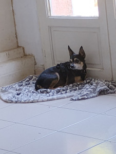 Photo de galerie - Garde de chien 