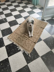 Photo de galerie - Très gentil il est adorable ❤️