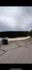 Photo de galerie - Taille de haies et d'arbustes