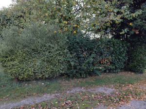 Photo de galerie - Taille de haie Avant