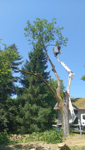 Photo de galerie - Elagage et coupe d'arbres