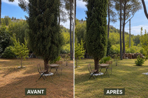 Photo de galerie - Taille de Cyprès et ramassage des aiguilles de pin 
